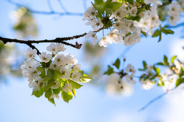 Fruit tree twigs with blooming white and pink petal flowers in spring garden.