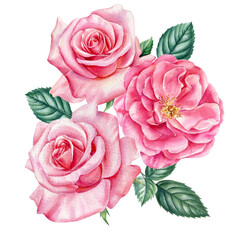 Rose flowers. Watercolor vintage floral elements. botanical illustration isolated white background