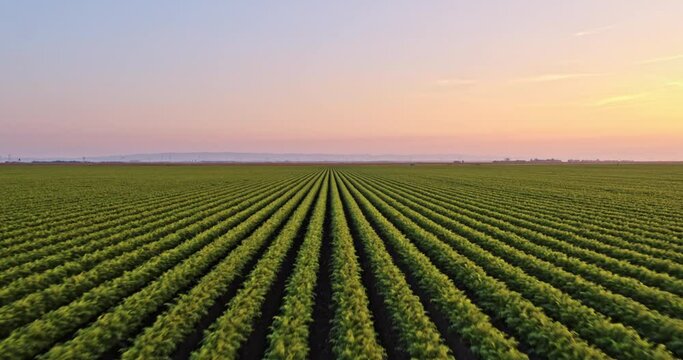 Green agricultural carrot field at sunset