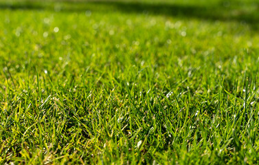 garden grass texture - selective focus