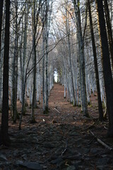 Fototapeta premium FHD WALLPAPER - Carpathian forest