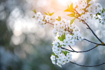 Twigs of cherry tree with white blossoming flowers in early spring