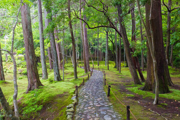 西芳寺、林、苔、小道
