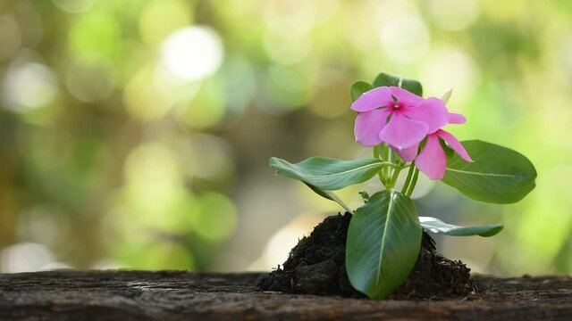 Catharanthus roseus or west indian periwinkle flower on bokeh nature background.