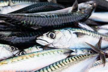 Lots of fresh mackerel close-up. Fresh mackerel background.