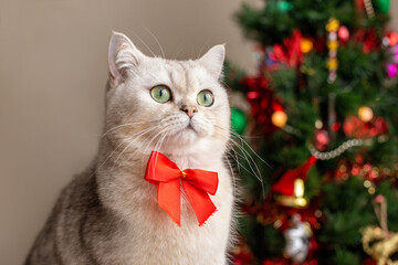 Portrait of a charming white cat in a red bow tie sits near the Christmas tree.