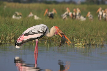 Painted Stork Bird In Water. Eating Fish Stork Bird. Wildbird photography. Wildlife Photography