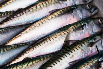 Fresh mackerel close-up. Freshly caught mackerel.