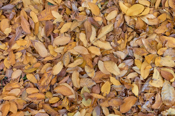 Background of yellow autumn leaves of a walnut tree. The ground is strewn with fallen leaves, rare blades of grass grow through the leaves. Selective focus.