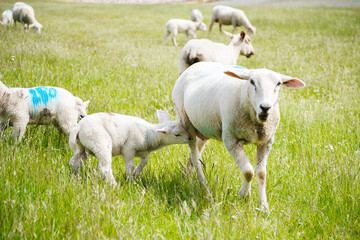 Obraz premium Schafe