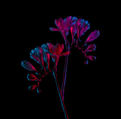 Freesia twigs with flowers blooming drawing, with buds on stem, pink and blue neon colors. Isolated on black background