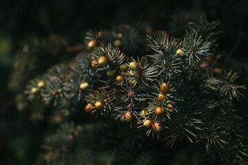 Spruce branch with cones buds