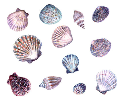 Seashell set watercolor illustration. Watercolor hand drawn sea shells isolated on white background