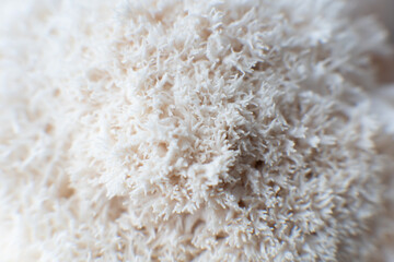 Hericium erinaceus mushroom monkey head mushroom, bearded tooth fungus, bearded hedgehog mushroom © TaylerDerden