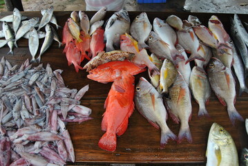 Asian fish shop. Grocery store. Fresh fish. Fish. Asia. Sri Lanka.