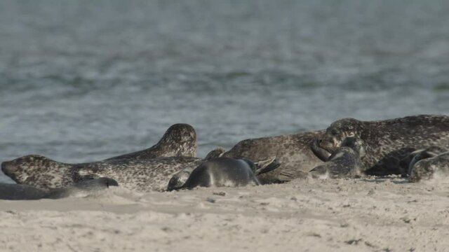 seals on a danish island in summer