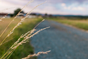 Fototapeta premium Feldweg