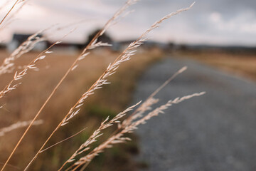 Fototapeta premium Feldweg