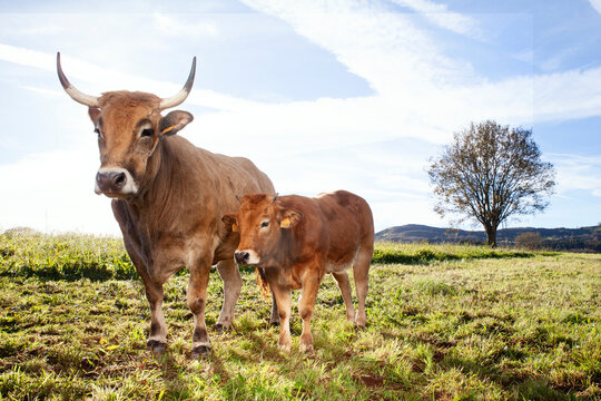 cow and calf posing for photography in green mountain fields on a sunny day. Organic beef concept