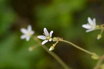 Round-leaved Saxigrage
