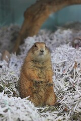 prairie dog in the mountains