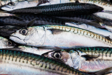 Lots of fresh mackerel close-up. Fresh mackerel background.
