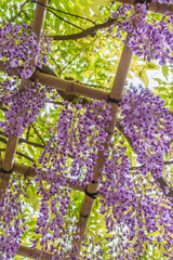 藤の花