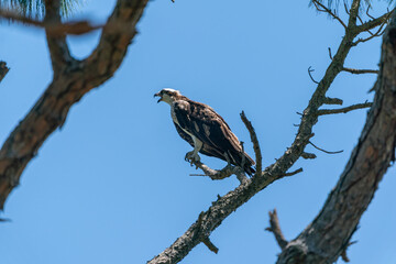 The western osprey (Pandion haliaetus)