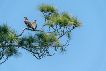 The western osprey (Pandion haliaetus)