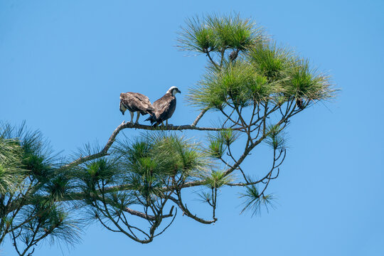 The Western Osprey (Pandion Haliaetus)