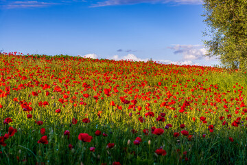 Evening sunshine illuminating a Poppy field in Tuscany