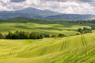 Verdant farmland in Val d'Orcia Tuscany