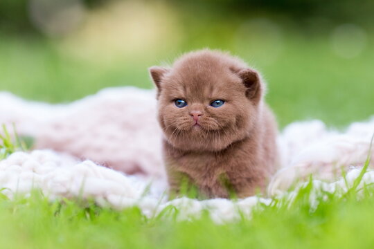 Britisch - Kurzhaar Katze in Farbe cinnamon. BKH-BSH K&auml;tzchen draussen auf der Wiese.