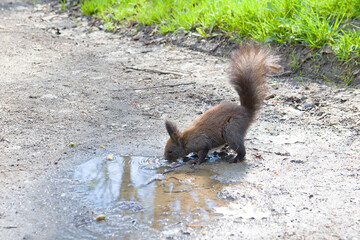 squirrel on ground