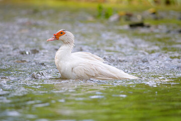 muscovy duck