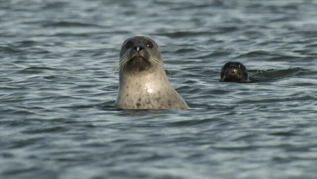 seals on a danish island in summer