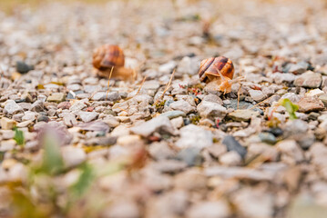 snail in a natural environment after rain