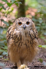 Indian eagle-owl, the rock eagle-owl or Bengal eagle-owl, Bubo bengalensis, eating