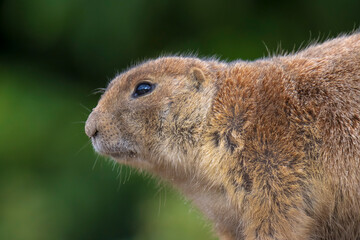 Black-tailed prairie dog Cynomys ludovicianus eating vegtables