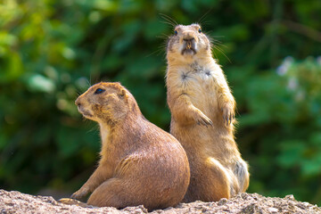 Black-tailed prairie dog Cynomys ludovicianus eating vegtables