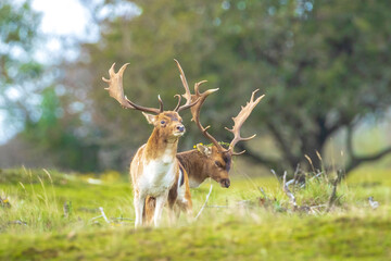 Two Fallow deer stags, dama dama, fighting in rutting season