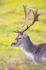 Fallow deer stag Dama Dama in a forest