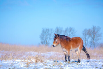 Exmoor pony grazing in snow, cold winter landscape.