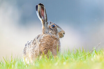 Wild European hare, lepus europaeus, sitting in grass