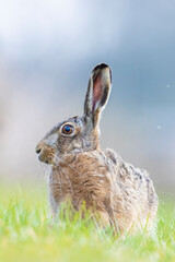 Wild European hare, lepus europaeus, sitting in grass