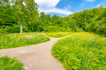 Beautiful yellow colored fields in Buytenpark Zoetermeer, the Netherlands