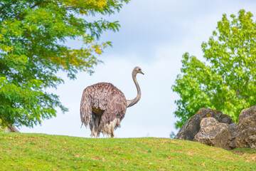 Ostrich, struthio camelus, in a landscape with grass and trees