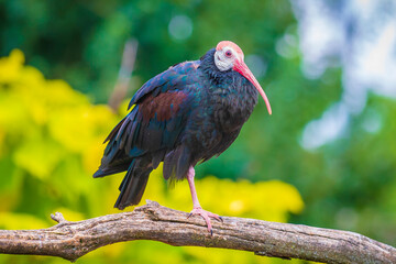 Southern bald ibis Geronticus calvus perched in a tree