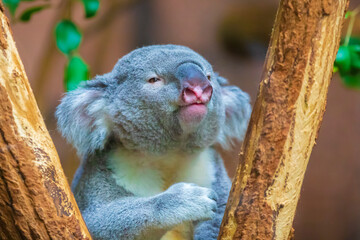 Closeup of a koala, phascolarctos cinereus, resting
