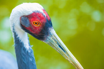 Closeup of a white-naped crane, Antigone vipio, Grus vipio, bird,